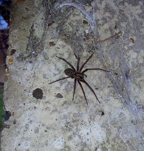  FOUND HIM UNDER A SLAB, MASSIVE SPIDER