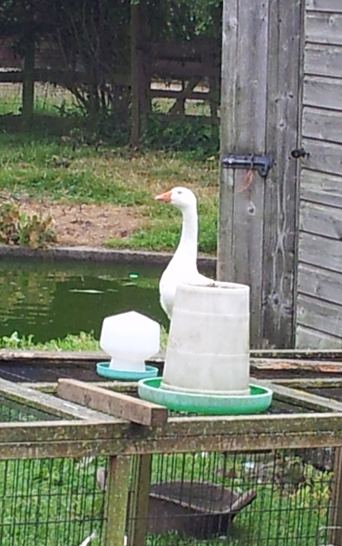  WE WORKED ON A FARM BUILDING, WHAT NOISY NEIGHBOURS