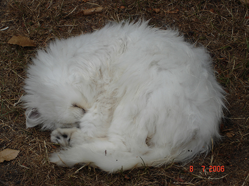 SLEEPING KITTY, NOT BOTHERED AT ALL 