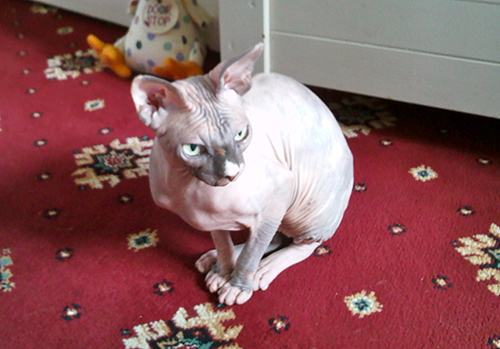  HAIRLESS CAT, VERY STRANGE